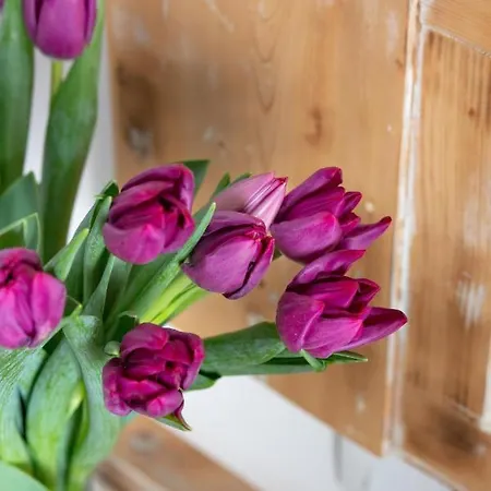 Bonita Nocleg ze śniadaniem 4*